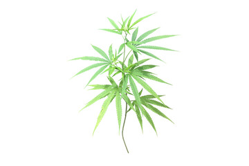 Isolated Cannabis indica plant with clipping paths.