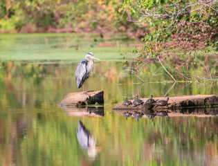 Great Blue Heron and turtles in Chesapeake and Ohio Canal National Historical Park.Maryland.USA