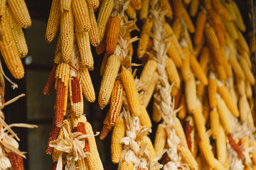 Dry corn hanging on wooden wall. Dried corn cobs. Corn harvest season
