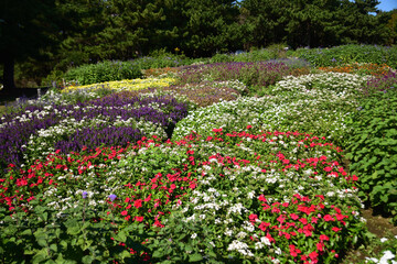 公園の花