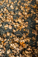 autumn leaves background