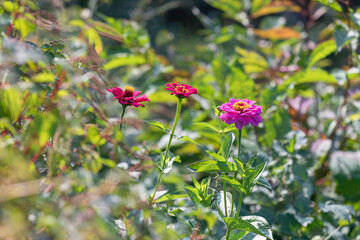 A red flower found by the roadside on a sunny day.