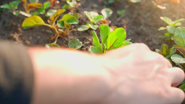 Hand weeding a garden bed with growing red beets from weeds. Hand processing and caring for a home plantation close-up. Growing homemade food in prepared soil. thickets of weeds