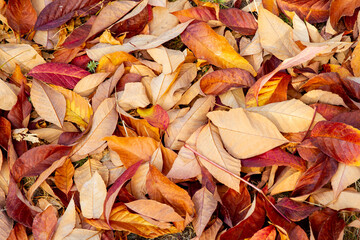 Dry fallen leaves in autumn; Crunchy leaf pile of golden, orange and  red leaves