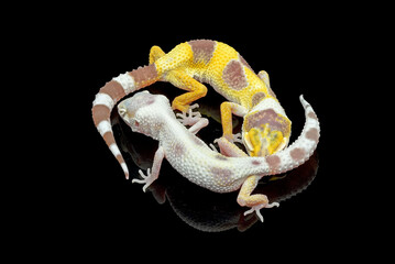 Leopard geckos in black background