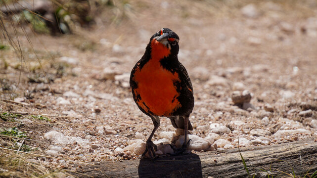  Close view of a  Loica bird( Leistes loyca) standing on a rock  in the wilderness.  