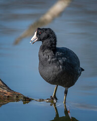 American Coot (Fulica americana) preens itself at the Sepulveda Basin Wildlife  Reserve in Van Nuys, CA.