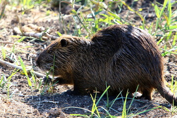 The nutria lives on Hula Lake in northern Israel.