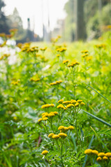 Obraz premium Tansy plants flowering in the garden; Beautiful golden tanacetum vulgare flowers growing in a cluster