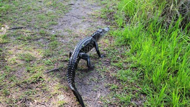 Baby alligator Walking on a Trail in Florida Park.