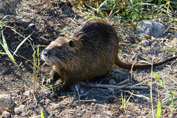 The nutria lives on Hula Lake in northern Israel.