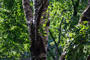 BIRCH BRANCH ILLUMINATED BY THE SUN IN THE SUMMER FOREST