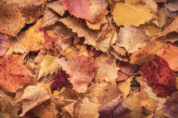 leaf fall background of golden and red birch leaves, top view close-up autumn background