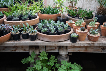 Cozy plant store with planter pots on wooden showcase and terracotta pot on floor. Greenhouse with decorative succulent houseplants for sale. Home floral design studio. Small business, garden nursery.