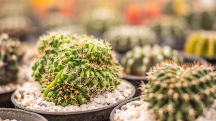 Cactus has a special shape. Genetic abnormality, known as Gymnocalycium Cristata