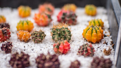 Gymnocalycium cactus beautiful bright colors many in the pot, Cactus at home.