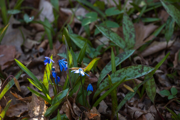 spring flowers snowdrops