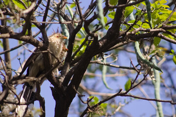Guira Guira or Pirincho from Tucumán 
