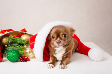 The chihuahua dog is ready for the Christmas sale. A small, cute pet on a New Year's card