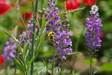 ラベンダーの花にとまるミツバチ