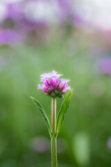 Purple flowers in nature.