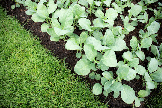 Kale on plantation.