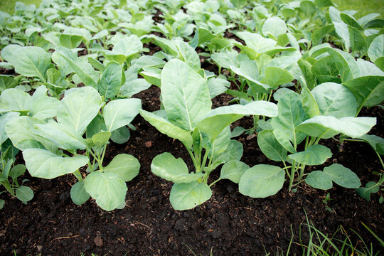 Kale on plot in garden.