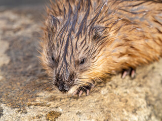 Portrait of a muskrat, ondatra zibethicus, rodent found in wetlands