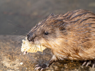 Wild animal Muskrat, Ondatra zibethicuseats, eats on the river bank