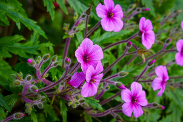 Fototapeta premium Hidden Garden Flowers