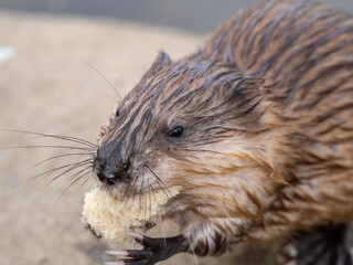 Wild animal Muskrat, Ondatra zibethicuseats, eats on the river bank