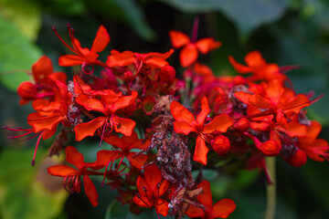 Hidden Garden Flowers