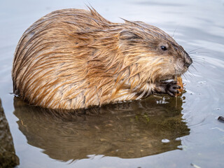 Wild animal Muskrat, Ondatra zibethicuseats, eats on the river bank