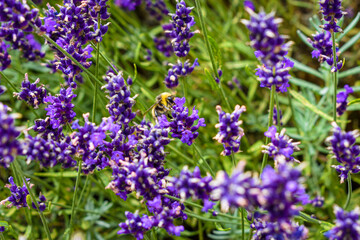 Hidden Garden Flowers