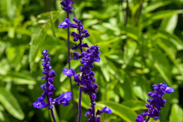 Hidden Garden Flowers
