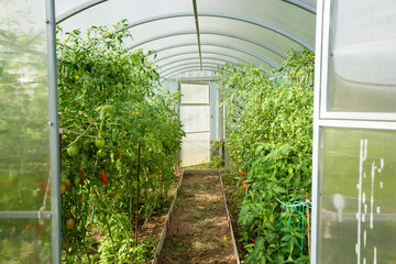 The concept of summer, gardening, healthy food and eco products. A small greenhouse with growing tomatoes in a garden with green vegetation on a sunny summer day.