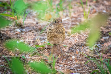 The common redstart, Phoenicurus phoenicurus, young bird, is sitting on a ground against a blurred background.