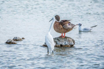 The small white heron or Little egret stands in the lake