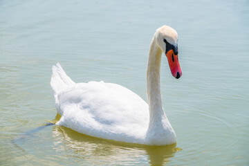 Graceful white Swan swimming in the lake, swans in the wild. Portrait of a white swan swimming on a lake.