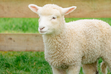 Naklejka na ściany i meble Spring Lamb Standing Infront of Fence