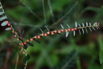 Chamber bitter ( Phyllanthus urinaria ) fruits.
The fruit is a spherical capsule with a diameter of...