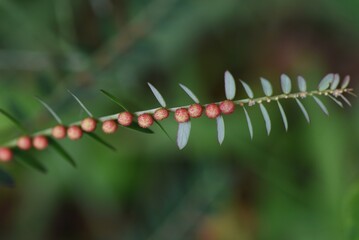 Chamber bitter ( Phyllanthus urinaria ) fruits.
The fruit is a spherical capsule with a diameter of...