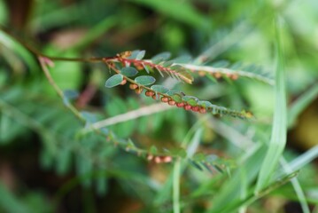Chamber bitter ( Phyllanthus urinaria ) fruits.
The fruit is a spherical capsule with a diameter of about 3 mm. The leaves have medicinal properties.