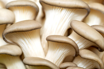 Forest mushrooms in the forest on a natural background. Closeup photo