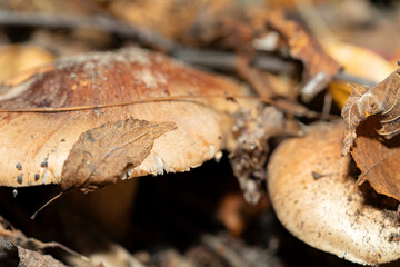 Forest mushrooms in the forest on a natural background. Closeup photo
