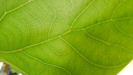 close up of green leaf