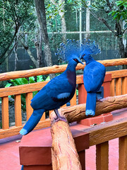 The Victoria crowned pigeon  is a large, bluish-grey pigeon with elegant blue lace-like crests
