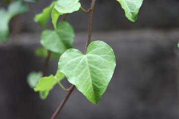 ヘデラ（アイビー）