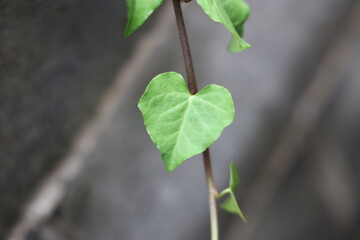 ヘデラ（アイビー）