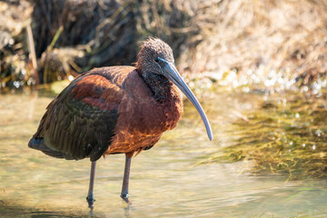 The glossy ibis, latin name Plegadis falcinellus, searching for food in the shallow lagoon.